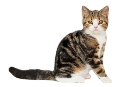 Portrait of tabby cat against white background