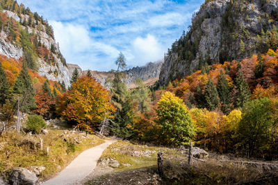 Road by trees against sky during autumn