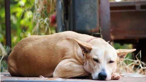 Close-up of dog sleeping outdoors