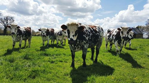 Horses on grassy field against cloudy sky