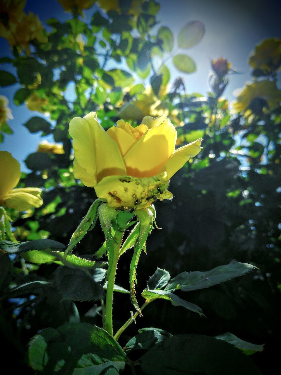 CLOSE-UP OF YELLOW FLOWERS