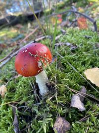 Close-up of fly agaric mushroom on field