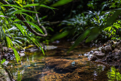 View of plants in stream