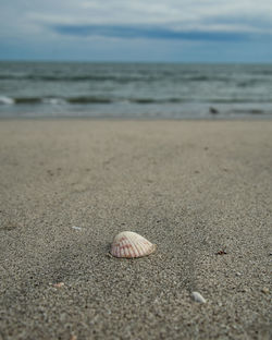 Close-up of shell on beach