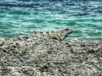 Side view of iguana on rock against sea