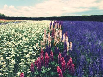 Purple flowering plants on field against sky