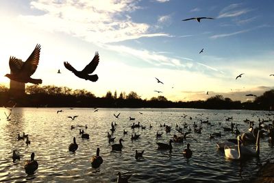 Seagulls flying over sea