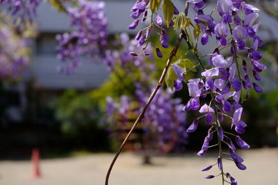 Close-up of purple wisteria flowers