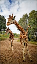 View of giraffe on field against sky