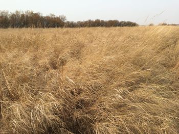 Scenic view of wheat field against sky