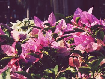 Close-up of pink flower