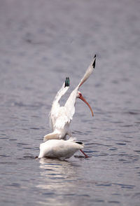 Bird flying over lake