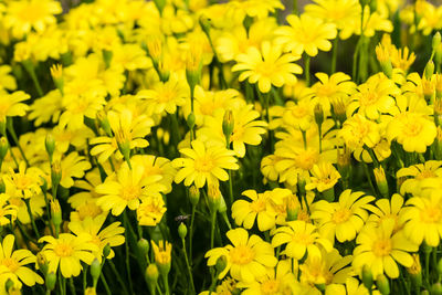 Close-up of yellow flowering plants on field