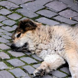 Close-up of dog lying down