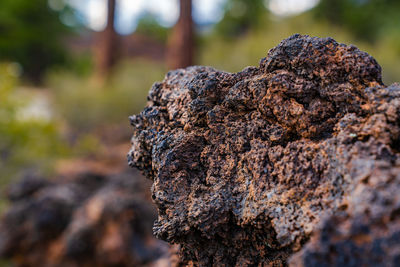 Close-up of lichen on tree trunk