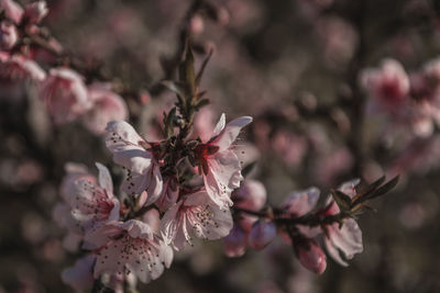 Close-up of pink cherry blossoms