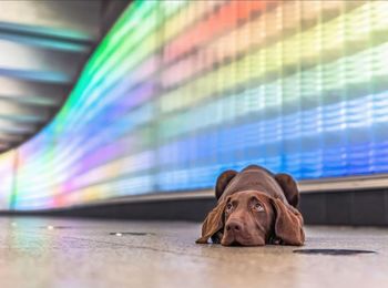 Portrait of puppy looking up