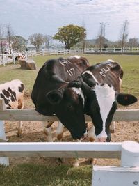 Cows grazing on field against sky