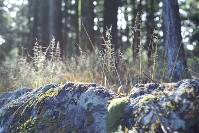 Close-up of moss growing on rock