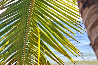 Low angle view of palm tree leaves