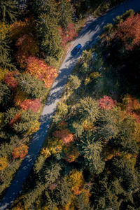 High angle view of road amidst trees during autumn