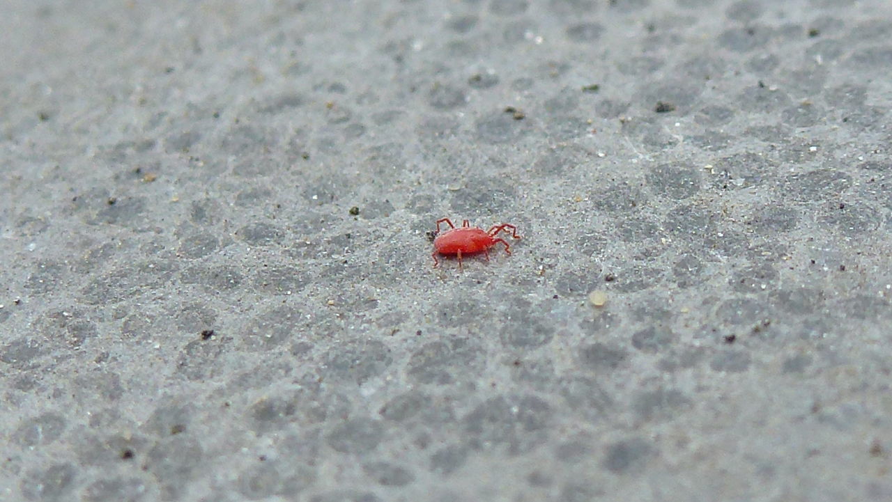 Spider mite