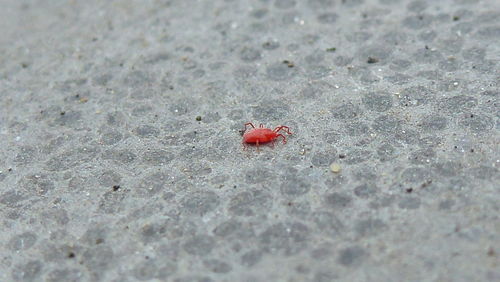 Close-up of red wall