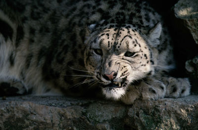 Close-up of a cat