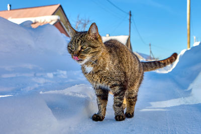 Cat on snow