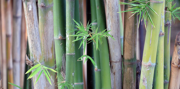 Close-up of bamboo plant