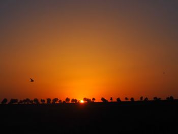 Silhouette birds flying against orange sky