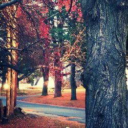 Trees in park