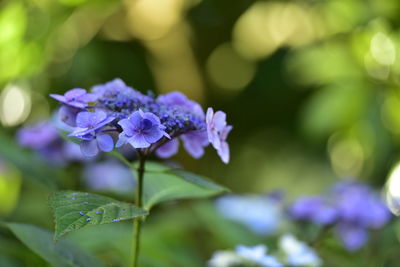 Close-up of purple flowers blooming outdoors