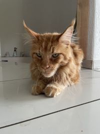 Portrait of cat lying on floor at home