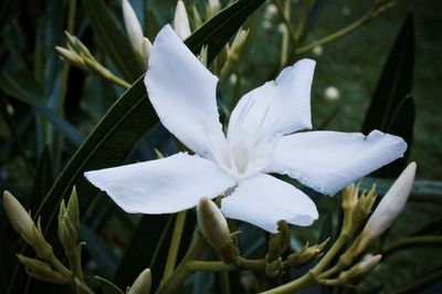 Close-up of white flower blooming outdoors
