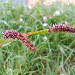 Close-up of red flowers