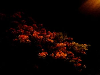 Low angle view of trees at night