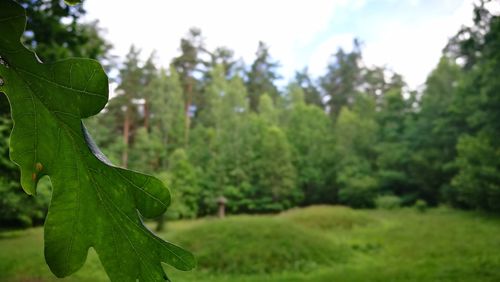 Close-up of fresh green plants against sky