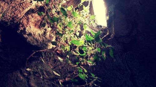 Plants growing on rocks