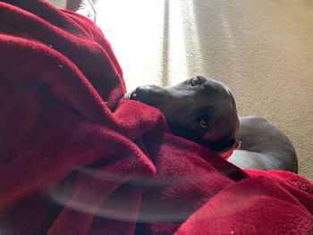 Close-up of dog resting on red sofa at home