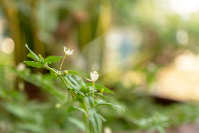 Close-up of plant growing in field