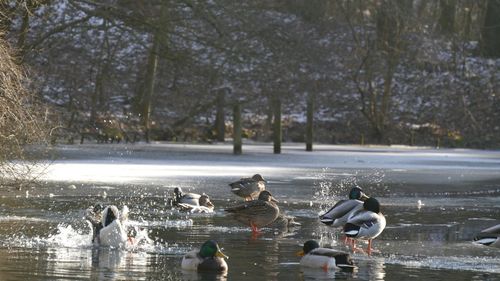 Ducks in lake in winter