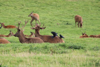 Deer in a field symbiotic relationship 