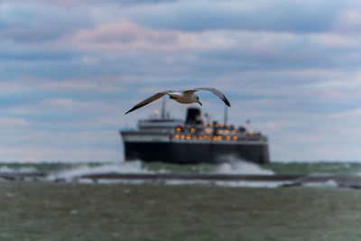 Seagull flying in sky