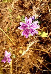 Close-up of pink flowering plant on field