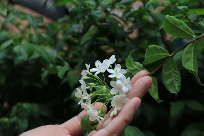 Close-up of hand holding white flowering plant