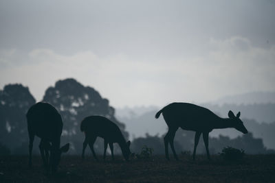 Horses grazing in a field