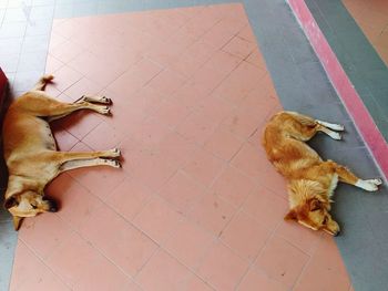 High angle view of dog sitting on floor