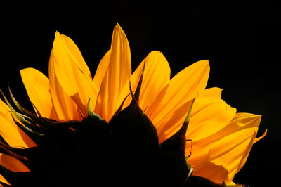 Close-up of flower over black background