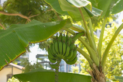 Close-up of banana tree